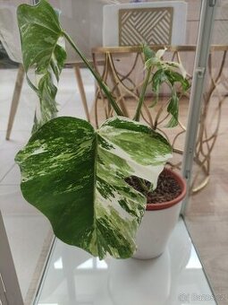 Monstera Deliciosa Albo variegata