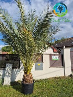 Datlovník kanárský (Phoenix canariensis) - DOPRAVA ZDARMA