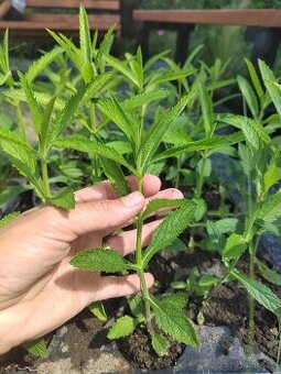 Verbena(sporýš argentinský), kavyl péřovitý