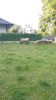 Prodám berana Safolek