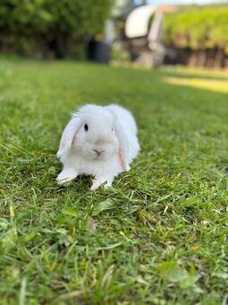 Králíček s klecí