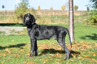 Charbone pejsek auvergnéského ohaře