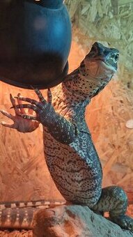 Varanus panoptes horni