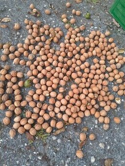 Ořechy vlašské čerstvé za 59 Kč/kg. Plzeň Doubravka