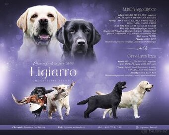 Plánovaný vrh - štěňata labrador retriever s PP - jaro 2026