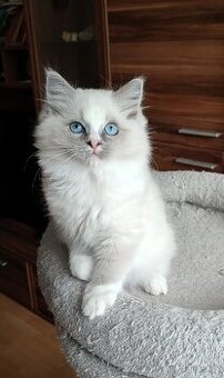 Ragdoll