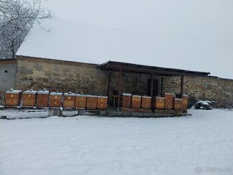 Prodám vyzimovaná včelstva