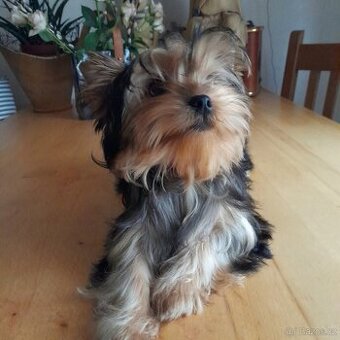 Jorkšírský teriér