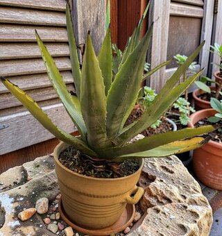 Živá velká agáve z Chorvatska- zdarma za odvoz