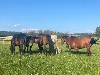 Pastevní ustájení