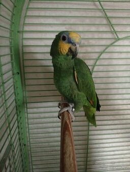 Amazoňan oranžovokřídlý