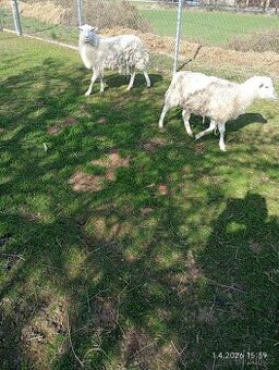 Prodám Ovečku a beránka