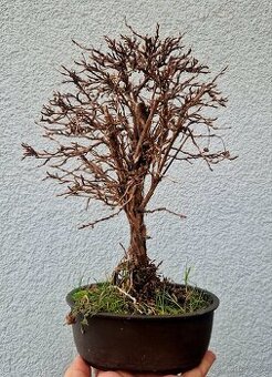 Bonsaj, Bonsai - Mochna 12