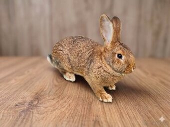 Králík - mladá samice (vhodný i jako mazlíček)