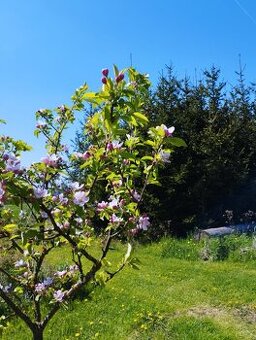 Pronajmu zahradu . - 1