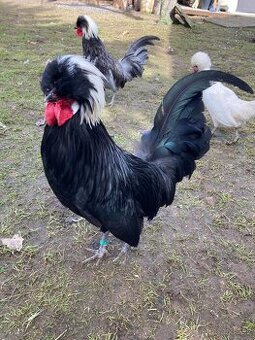 Holanďanka zdrobnělá - kohout