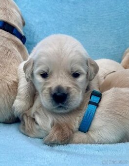 Zlatý retriever s PP