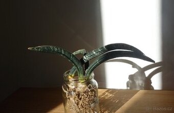 Sukulent, tchynin jazyk, Sansevieria