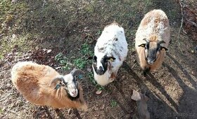 Kamerunská ovce