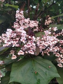 Katalpa červenající Purpurea