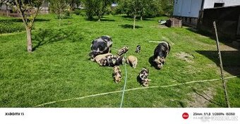 Kun Kune