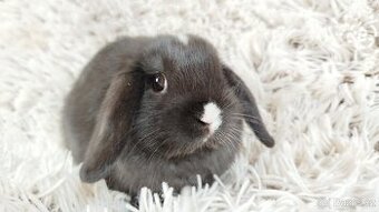 Zakrslý beránek, králíček, králík - DENIS