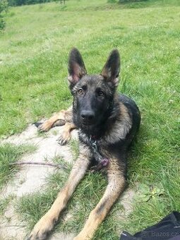 Fenka No na adopční smlouvu a poplatek