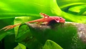 Loricaria red