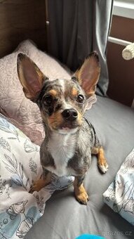 Kříženec Jack Russell x čivava