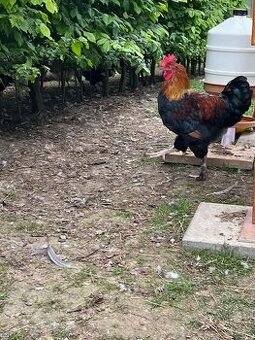 kohoutek Marans