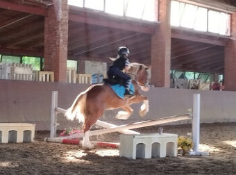 Prodáme valáška welsh pony of cob type, sekce C