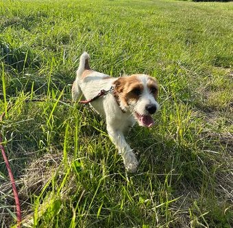 Jack Russell teriér