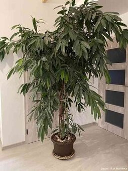 Super velká pokojovka = Ficus longifolia