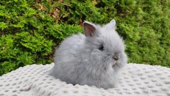 Zakrslý králík, králíček -(TEDDY)-FIFI A FLORIAN