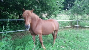 Klisna PONY