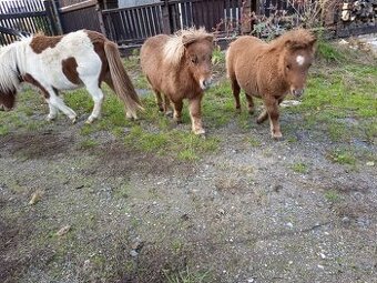 Pony Shetland letošní klisna