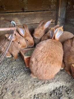 Novozelandský červený