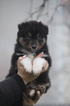 Australských ovčák s PP