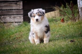 Australských ovčák s PP