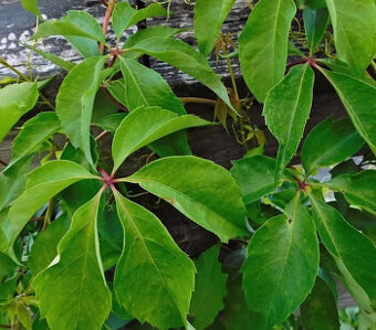 Loubinec pětilistý (psí víno) – zakořeněné sazenice