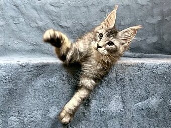 Kocourek s PP - Mainská mývalí