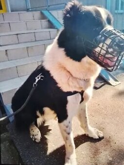 Daruji Stredoazijskeho pasteveckeho psa