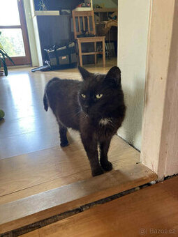 Hledá se nový domov pro kocourka Mikeše 🐾