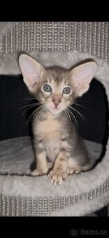 Orientální kocoúr s pp Poseidon Marbeficent