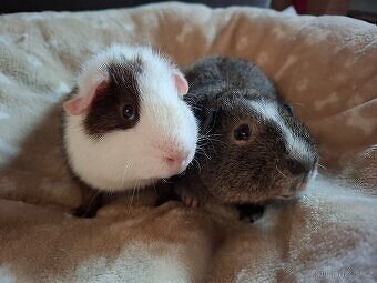 Morče - dva bráškové Teo a Kivi, US Teddy