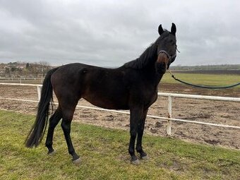 4-letá Oldenburgská klisna s  Elite premii - 1