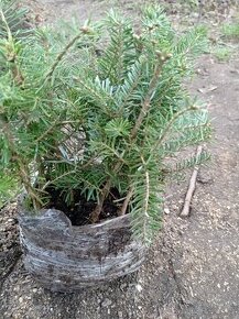 Jedle kavkazská sazenice výšky 20-30cm Quickpot s balem