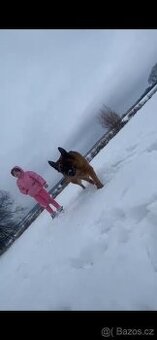 Nemecky ovcak fena s pp