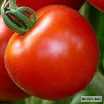 Rajče Tornádo, poloranné, tyčkové F1 15semen