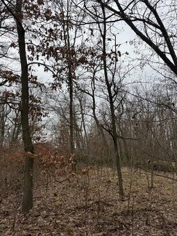 Prodej lesních pozemků k.ú. Lesonice u Moravského Krumlova